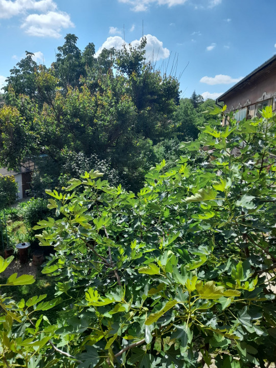 Apartament 2 camere, la curte comuna, Str. Luis Pasteur