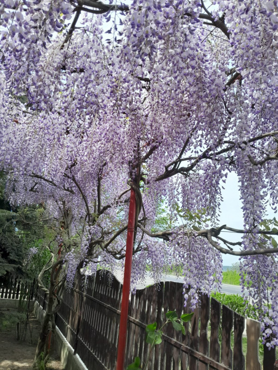 Casa cu 5.000 mp teren la E 60, zona Osorhei