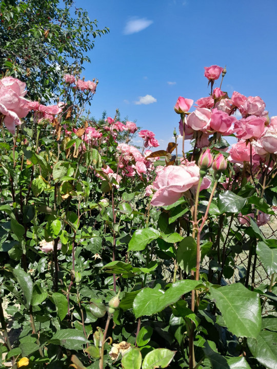 Casa cu 5.000 mp teren la E 60, zona Osorhei