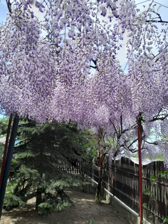 Casa cu 5.000 mp teren la E 60, zona Osorhei