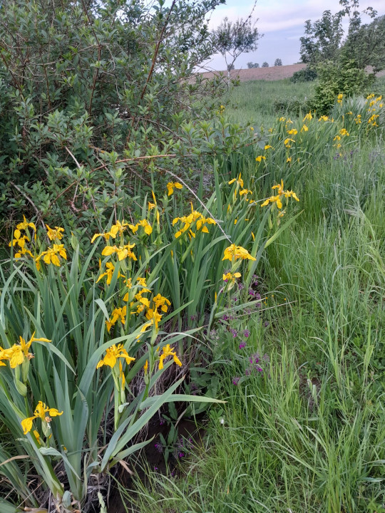 Casa cu 5.000 mp teren la E 60, zona Osorhei
