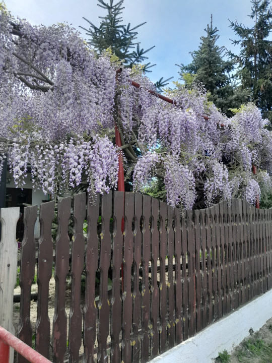 Casa cu 5.000 mp teren la E 60, zona Osorhei