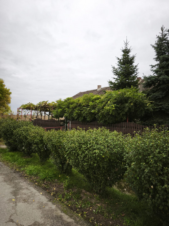 Casa cu 5.000 mp teren la E 60, zona Osorhei