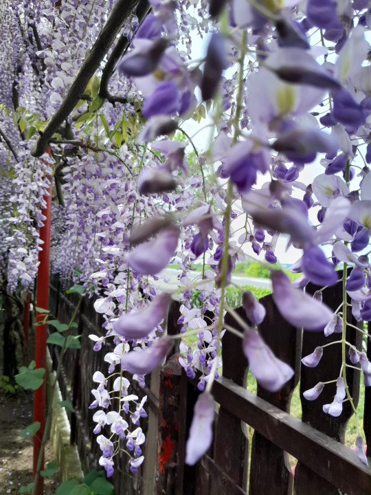 Casa cu 5.000 mp teren la E 60, zona Osorhei