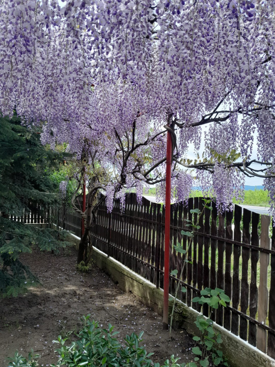 Casa cu 5.000 mp teren la E 60, zona Osorhei