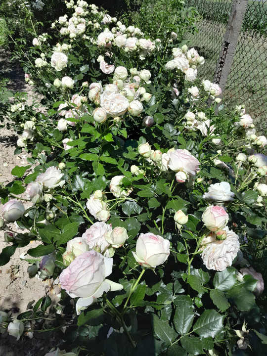 Casa cu 5.000 mp teren la E 60, zona Osorhei