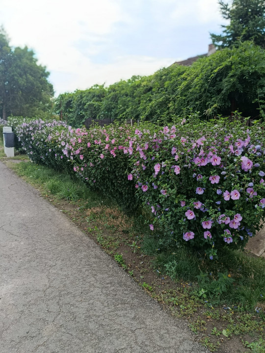 Casa cu 5.000 mp teren la E 60, zona Osorhei